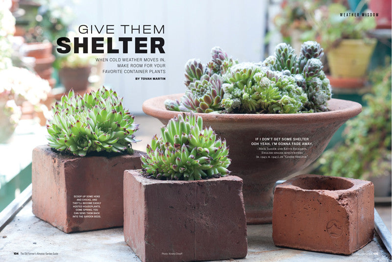 a spread of succulents in unique planters with the text "Give them Shelter"