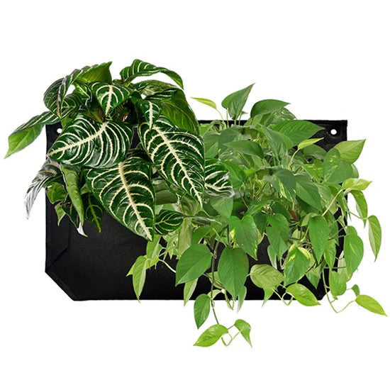 the 1 pocket wall planter filled with plants that have grown to drape over the front of the pocket against a white background