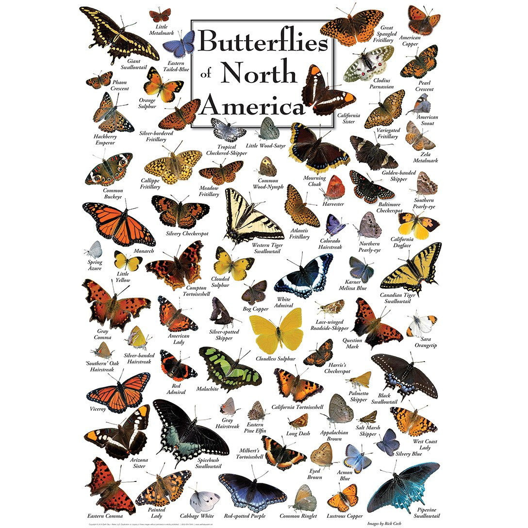 Field Guide - Butterflies of North America 1000pc Puzzle