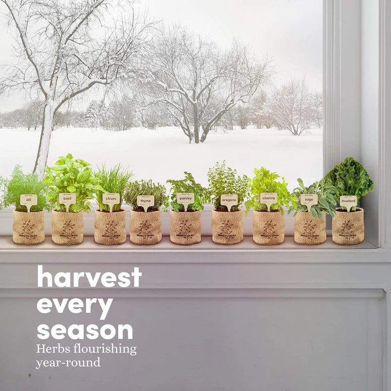 all 9 fully grown herb pots lined up on a window with a snowy landscape visible out the window with the text "harvest every season - herbs flourishing year round"