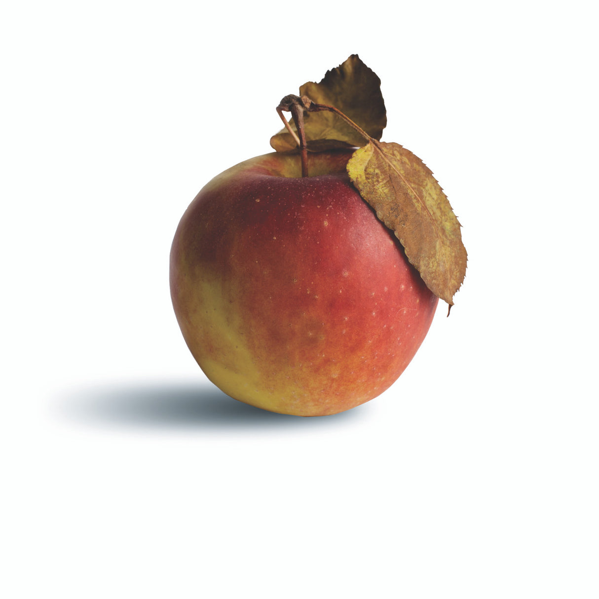 The Apple Lover's Cookbook