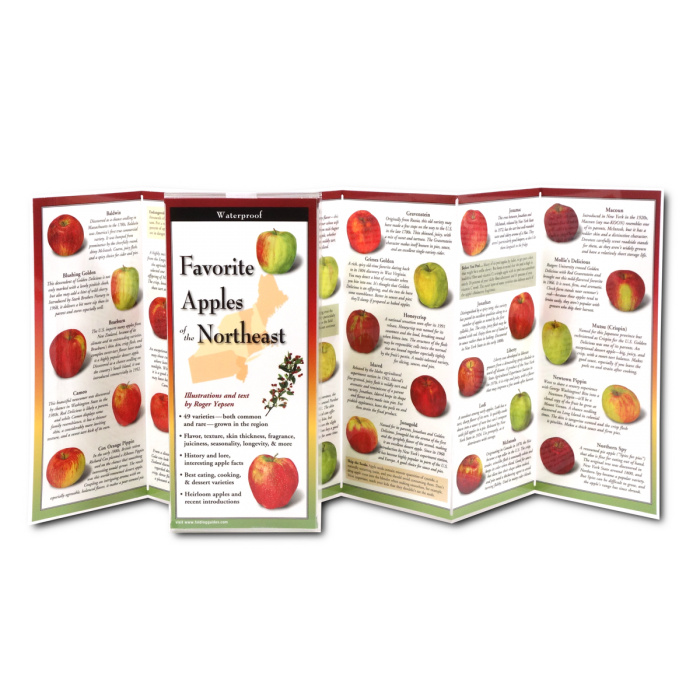 The Favorite Apples of the Northeast folding guide unfolded and upright, accordion style, showing the contents of the guide, which has illustrations and printed information on various apples