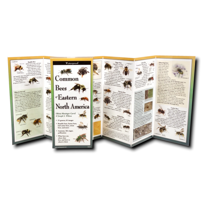 upright, unfolded guide showing interior information on Bees of Eastern North America including specific bee species with its description, nesting preferences, and seasonal activity patterns, information on what bees eat, and identification.
