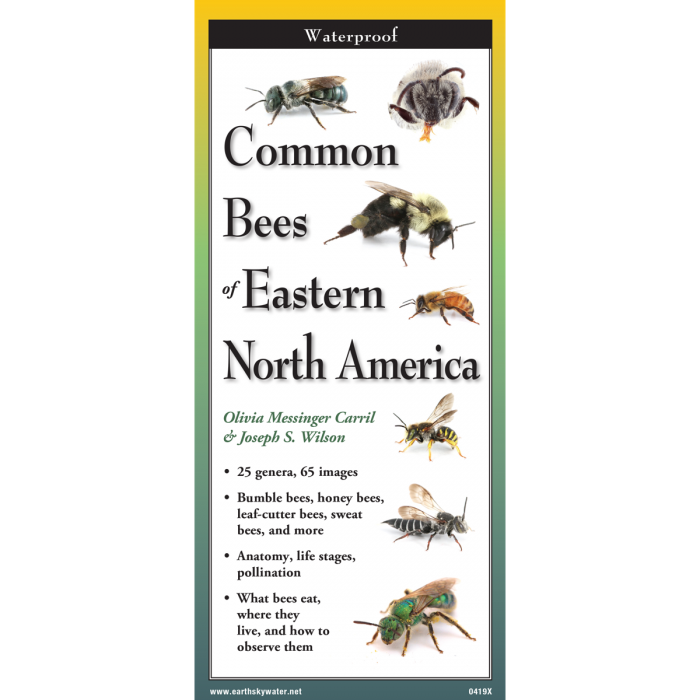 Cover of the ‘Common Bees of Eastern North America’ guide featuring illustrations of various bee species, including honey bees and bumble bees.”