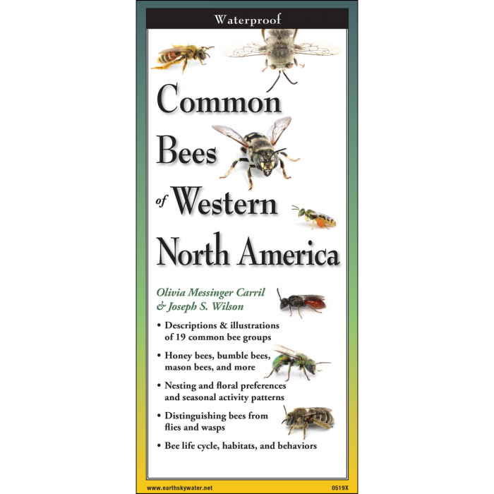 Cover of the ‘Common Bees of Western North America’ guide featuring illustrations of various bee species, including honey bees and bumble bees.”