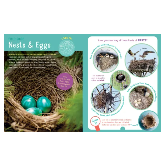 interior page about nests and eggs showing various kinds of nests and eggs of different shapes and colors