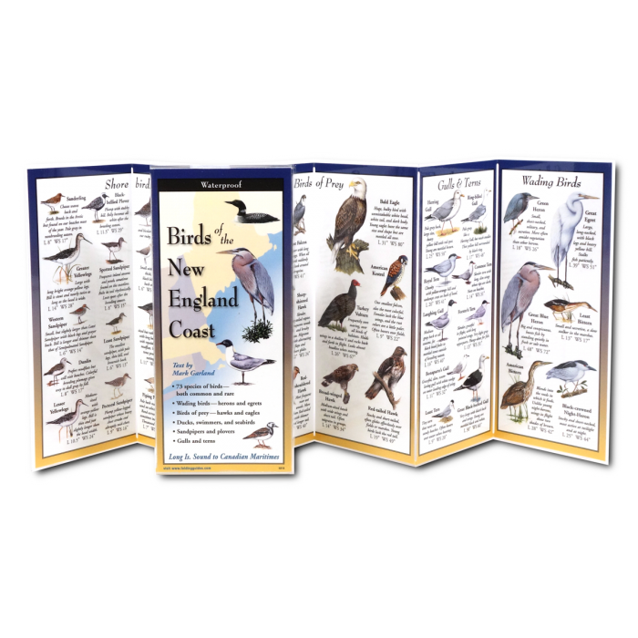 Birds of the New England Coast folding guide unfolded and upright, accordion style, showing the contents of the guide, which has illustrations and printed information on coastal birds