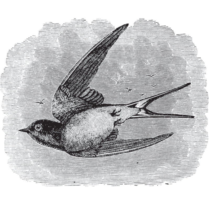 Birds Through an Opera-Glass