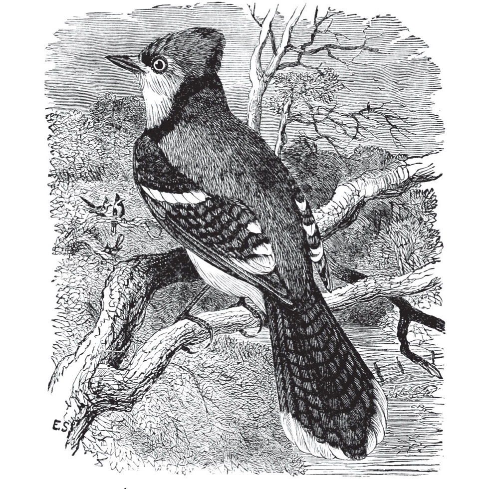 Birds Through an Opera-Glass