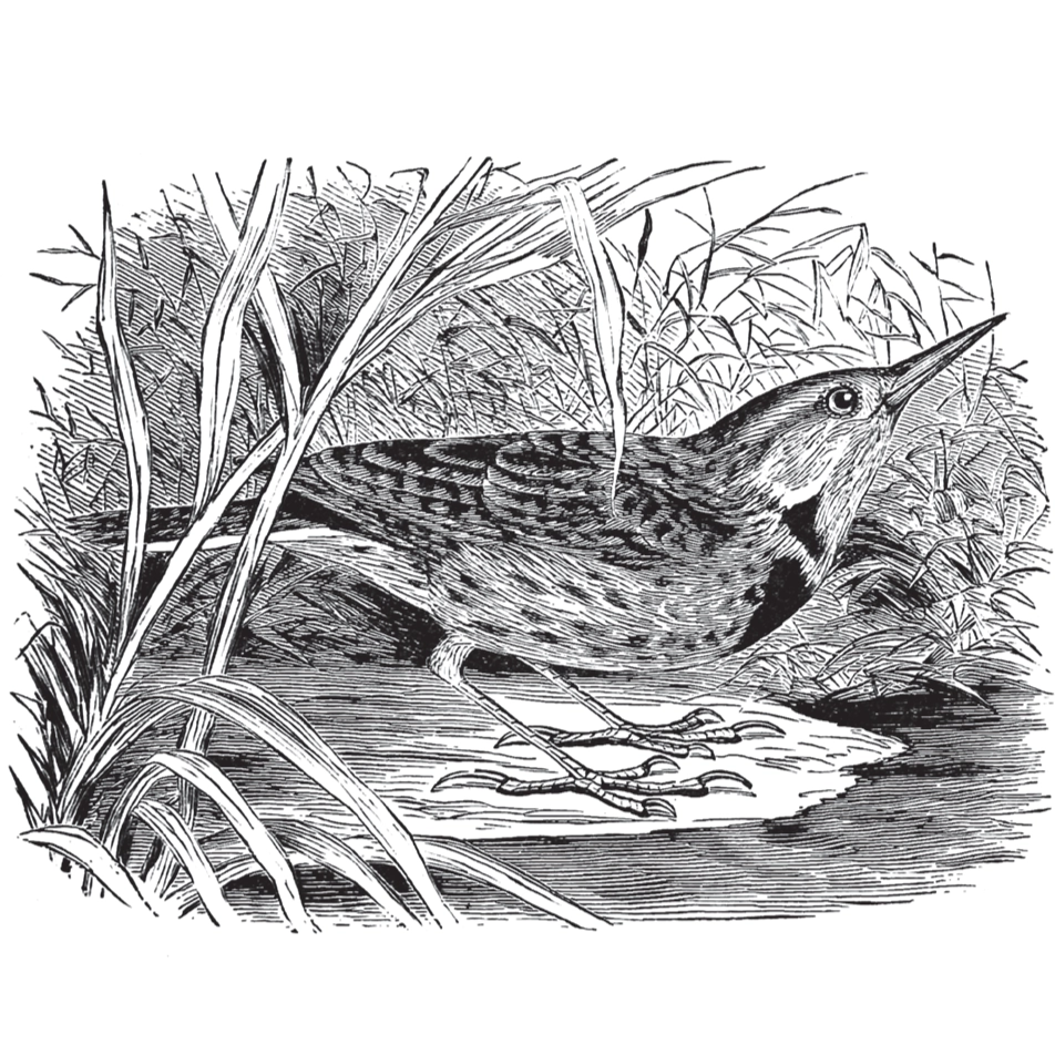 Birds Through an Opera-Glass