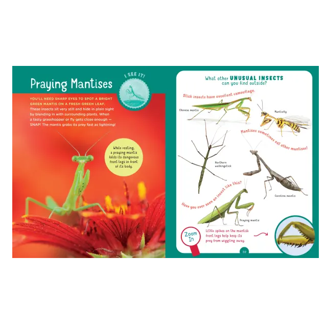 interior page of the bug hunt book about praying mantises