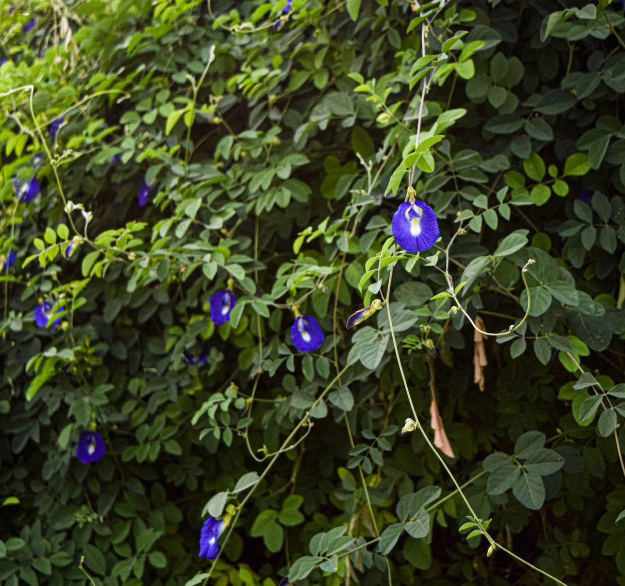 a lush green hedge dotted with purple butterfly pea flower blooms
