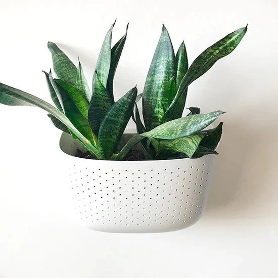 a plastic wall planter in a white with houseplants planted in it and mounted on white wall