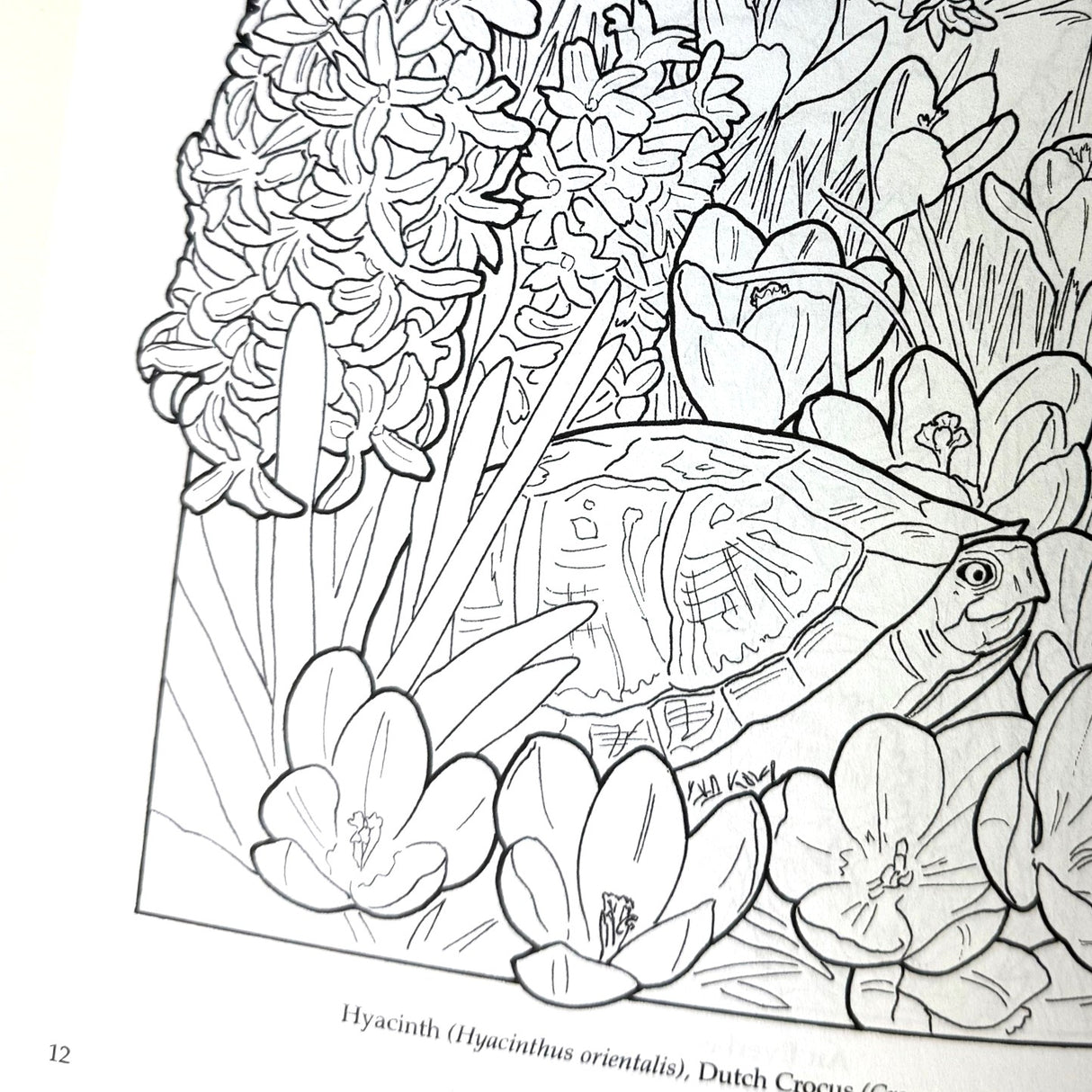 The Flower Garden Coloring Book