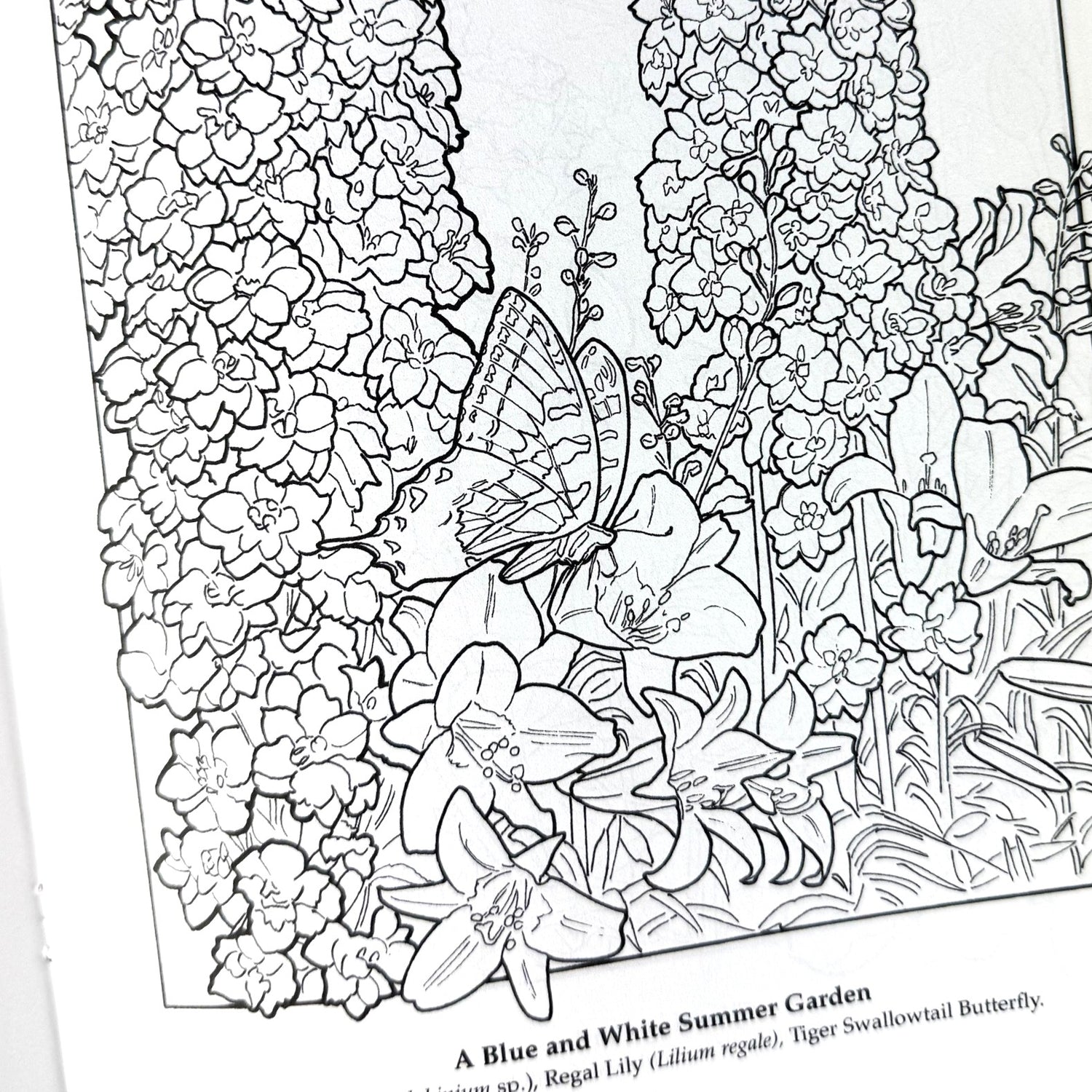 The Flower Garden Coloring Book
