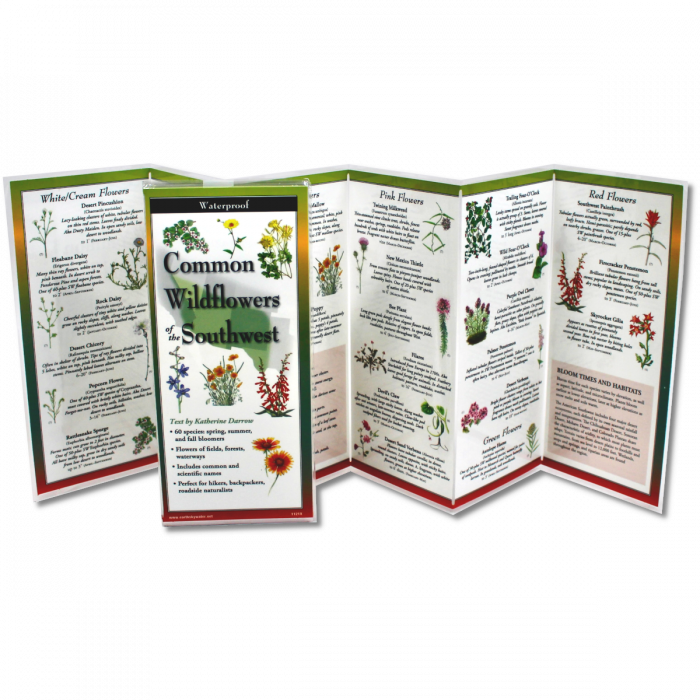 The Common Wildflowers of the Southwest folding guide unfolded and upright, accordion style, showing the contents of the guide, which has illustrations of wildflowers with printed information on wildflowers