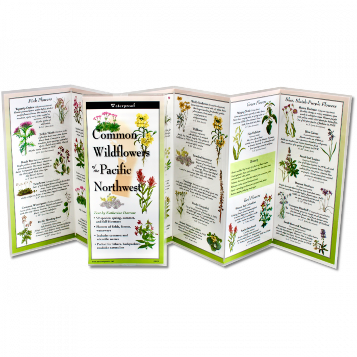 The Common Wildflowers of the Pacific Northwest folding guide unfolded and upright, accordion style, showing the contents of the guide, which has illustrations of wildflowers with printed information on wildflowers