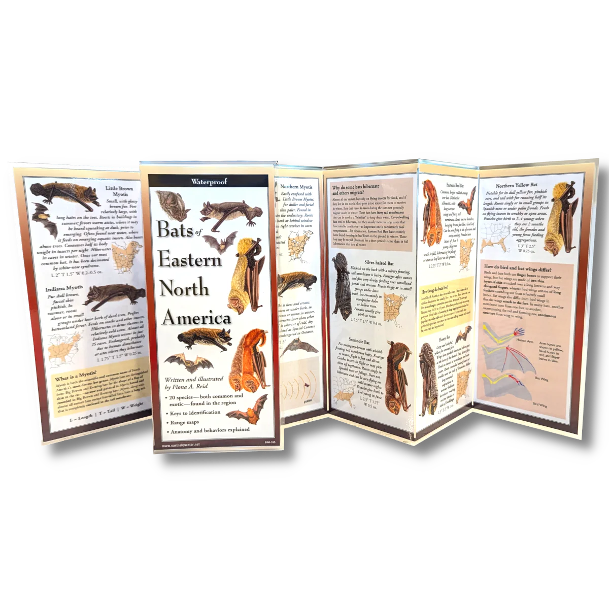 Bats of Eastern North America Folding Guide