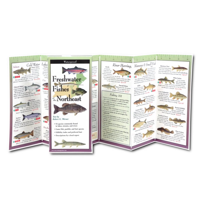 Unfolded, upright image of the Freshwater Fishes of the Northeast folding guide showing freshwater fishes with illustrations and information about Cold Water fish, Lake fish, River Herring, Minnows and Small Fish for easy identification.