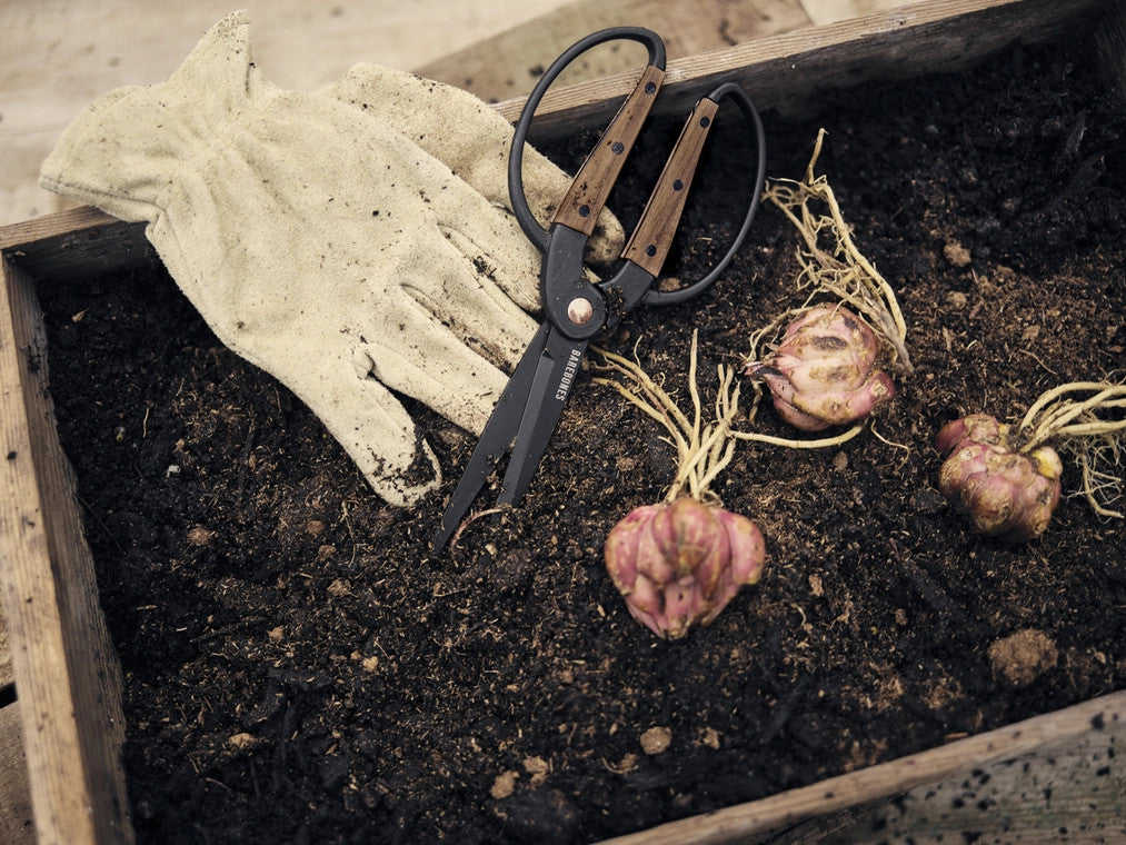 a garden bed with garlic and the garden scissors and a pair of gloves laying on top of the soil alongside some harvested garlic