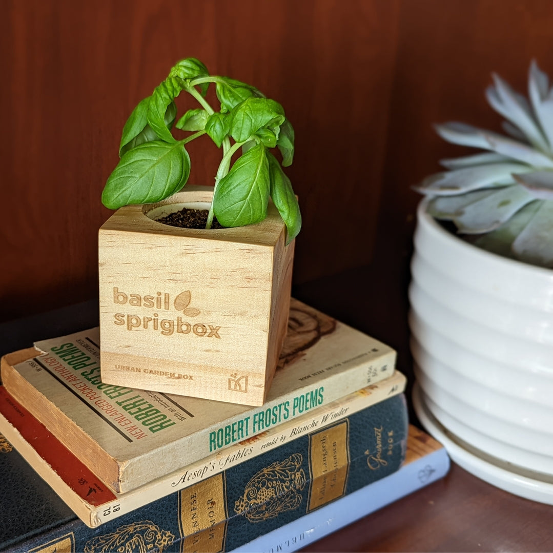 A small basil plant in a light wood cube planter labeled 'basil sprigbox,' styled on top of stacked books next to a white planter with a succulent.