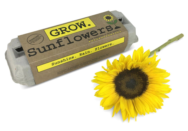 The Grow Sunflowers garden kit in package alongside a fresh cut sunflower