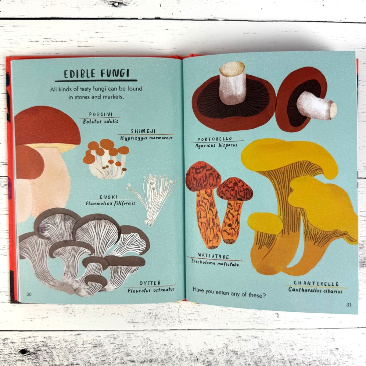 Hello Fungi: A Little Guide to Nature