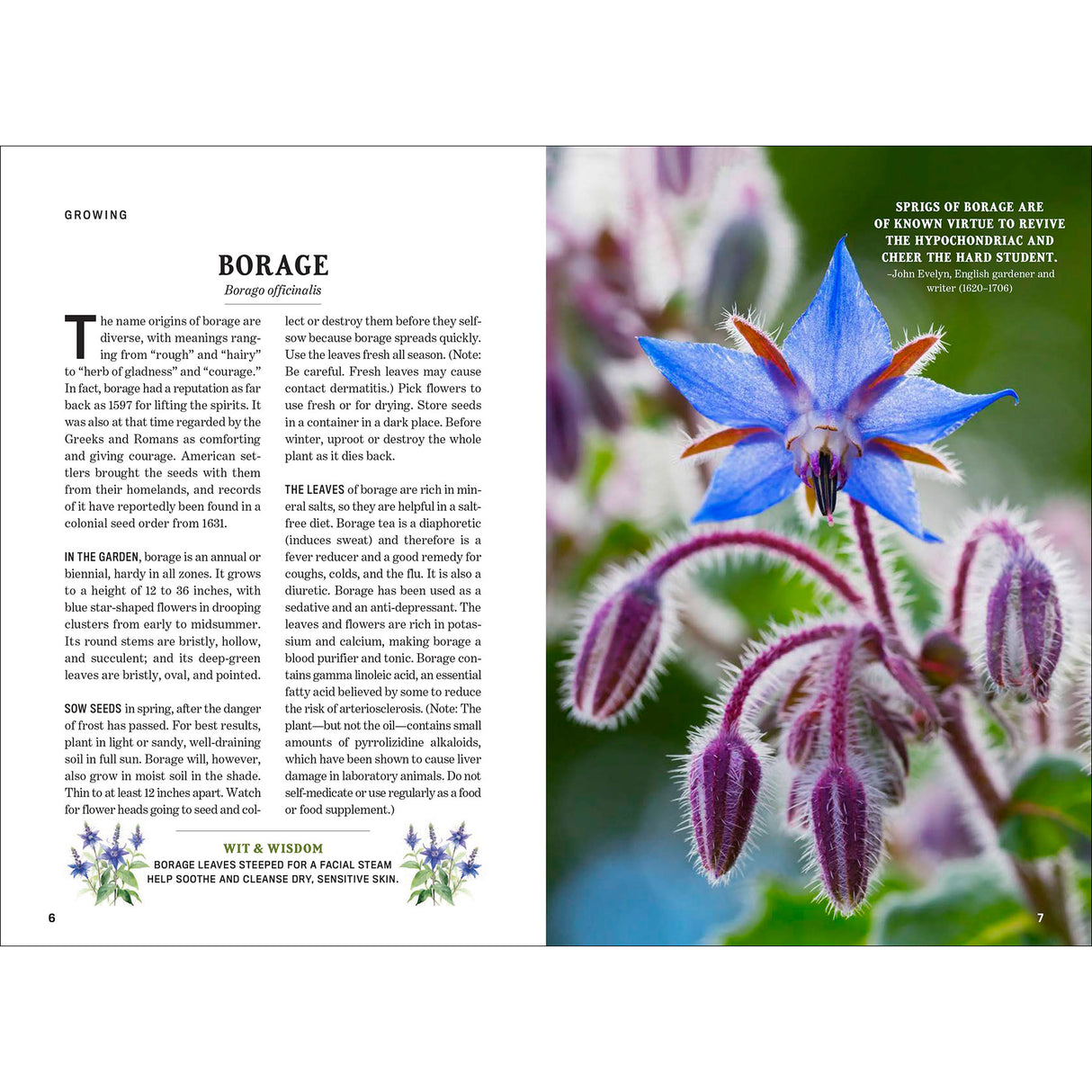 Book page with text and images of borage flowers