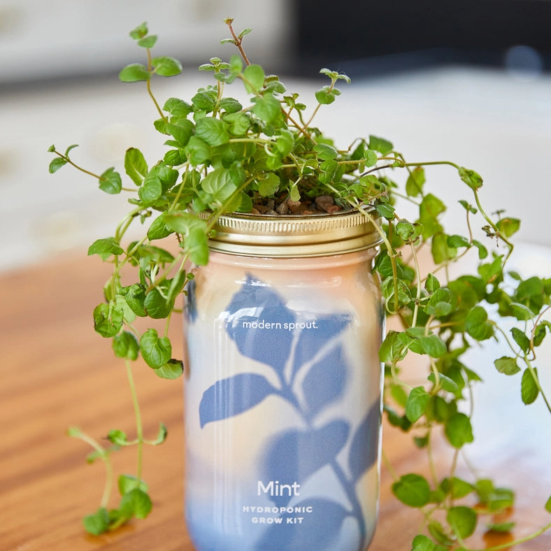 Herb Garden Jar - Mint