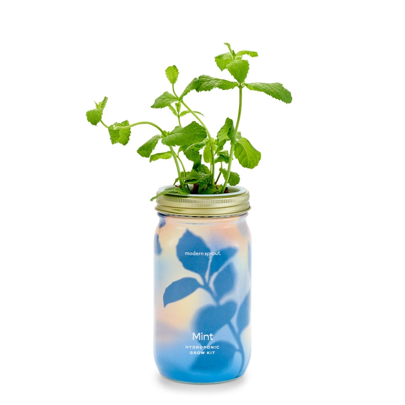 Herb Garden Jar - Mint
