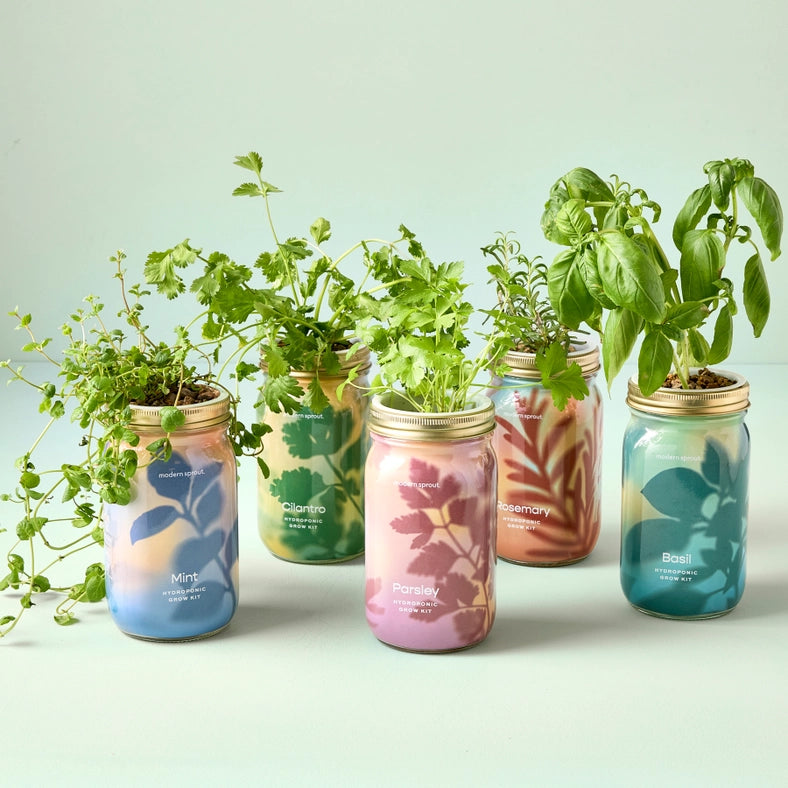 Herb Garden Jar - Basil