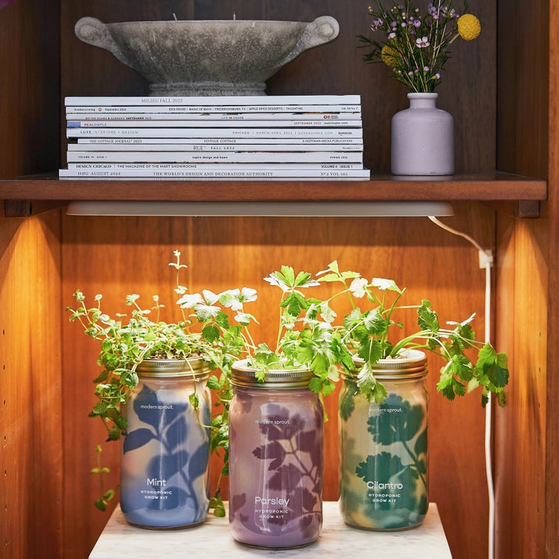 Herb Garden Jar - Basil