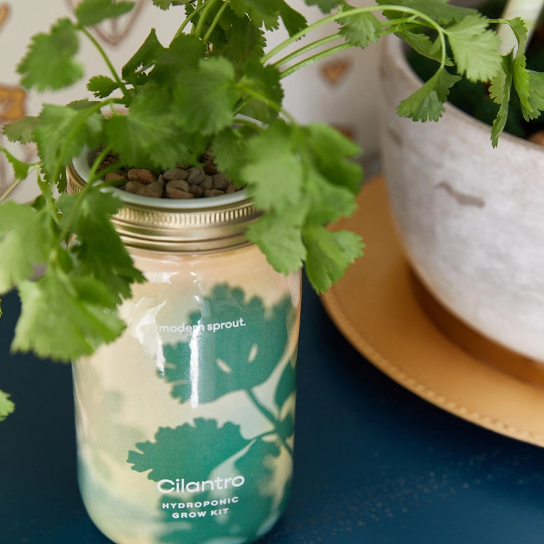 Herb Garden Jar - Cilantro