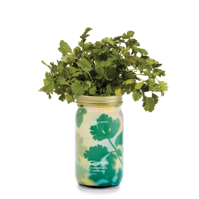 Herb Garden Jar - Cilantro