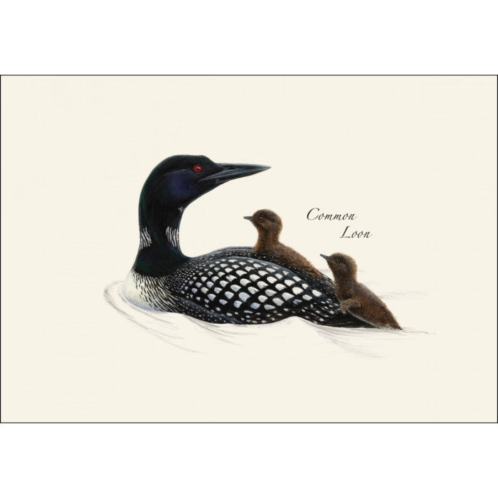 a close up of the art on one of the notecards featuring an illustration of a common loon on the water swimming alongside two Loon chicks
