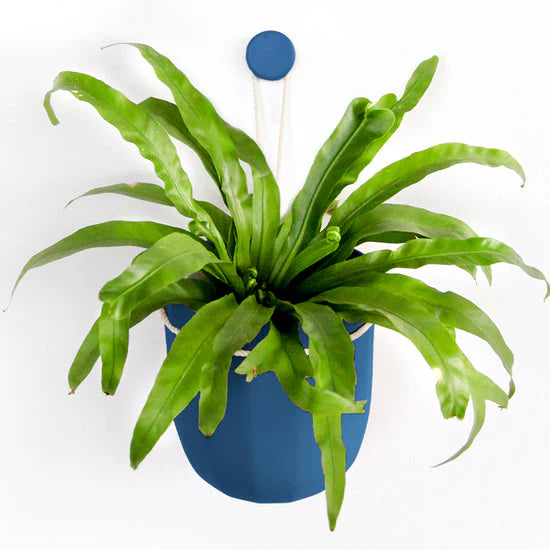 Loop Hanging Planter - 4 colors available