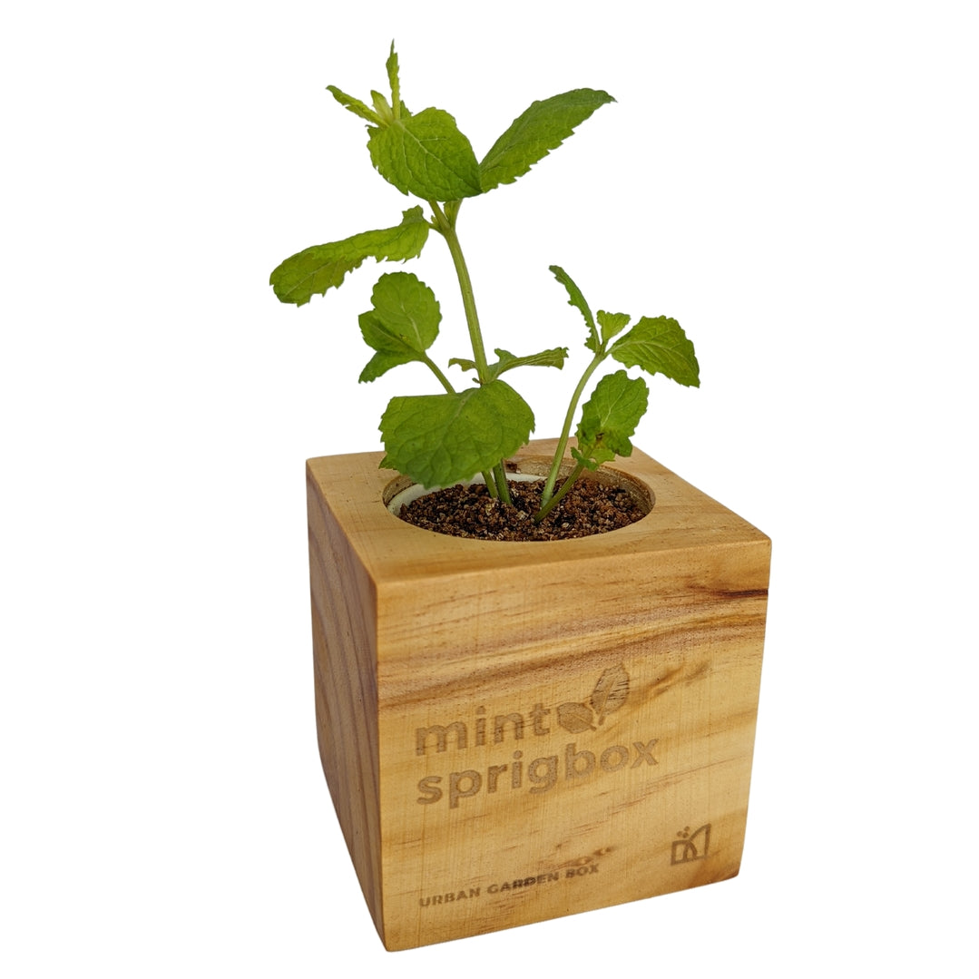 A mint sprig box urban garden box made of light natural wood, featuring the brand name 'mint sprigbox' engraved on the front, with a green mint plant growing in a soil-filled opening, set against a plain white background.