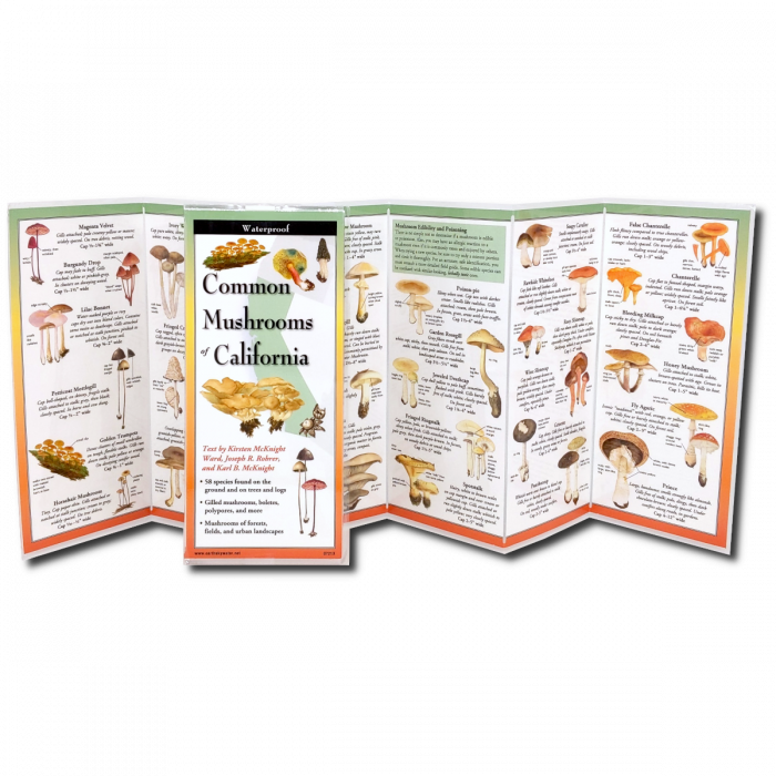 The Common Mushrooms of California folding guide unfolded and upright, accordion style, showing the contents of the guide, which has illustrations and printed information on mushrooms