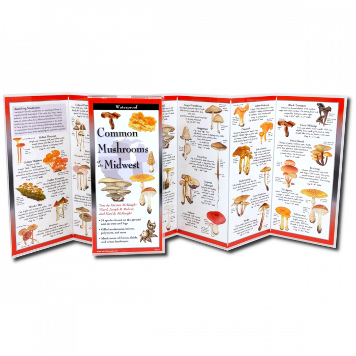 The Common Mushrooms of the Midwest folding guide unfolded and upright, accordion style, showing the contents of the guide, which has illustrations and printed information on mushrooms