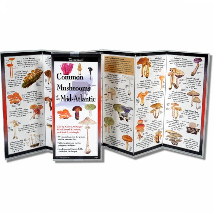 The Common Mushrooms of the Mid-Atlantic folding guide unfolded and upright, accordion style, showing the contents of the guide, which has illustrations and printed information on mushrooms