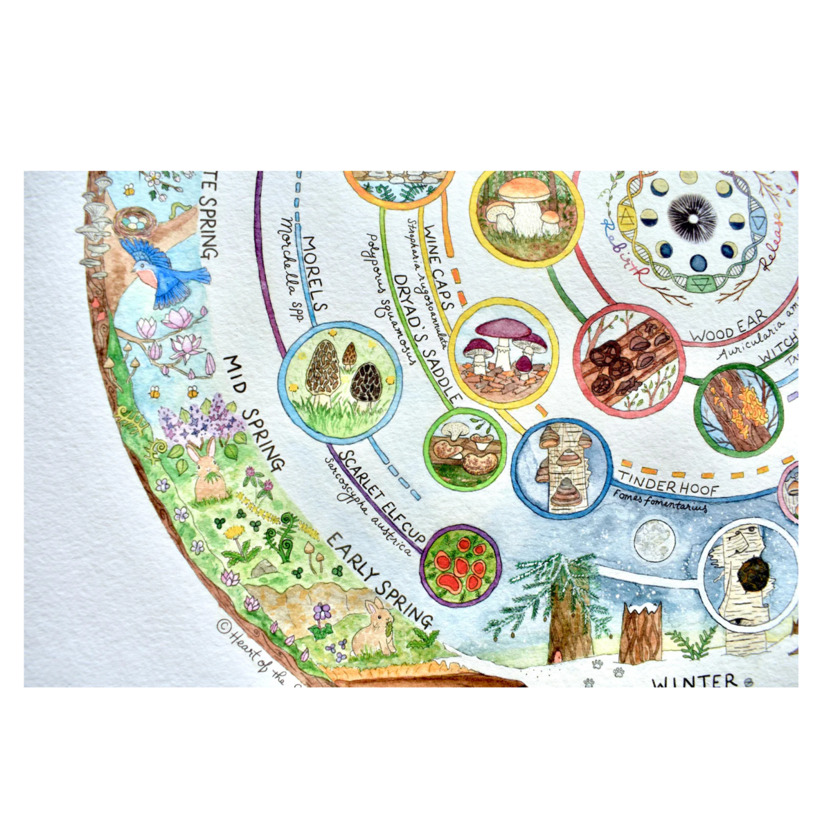 Giclée Art Print - Mushroom Foraging Calendar