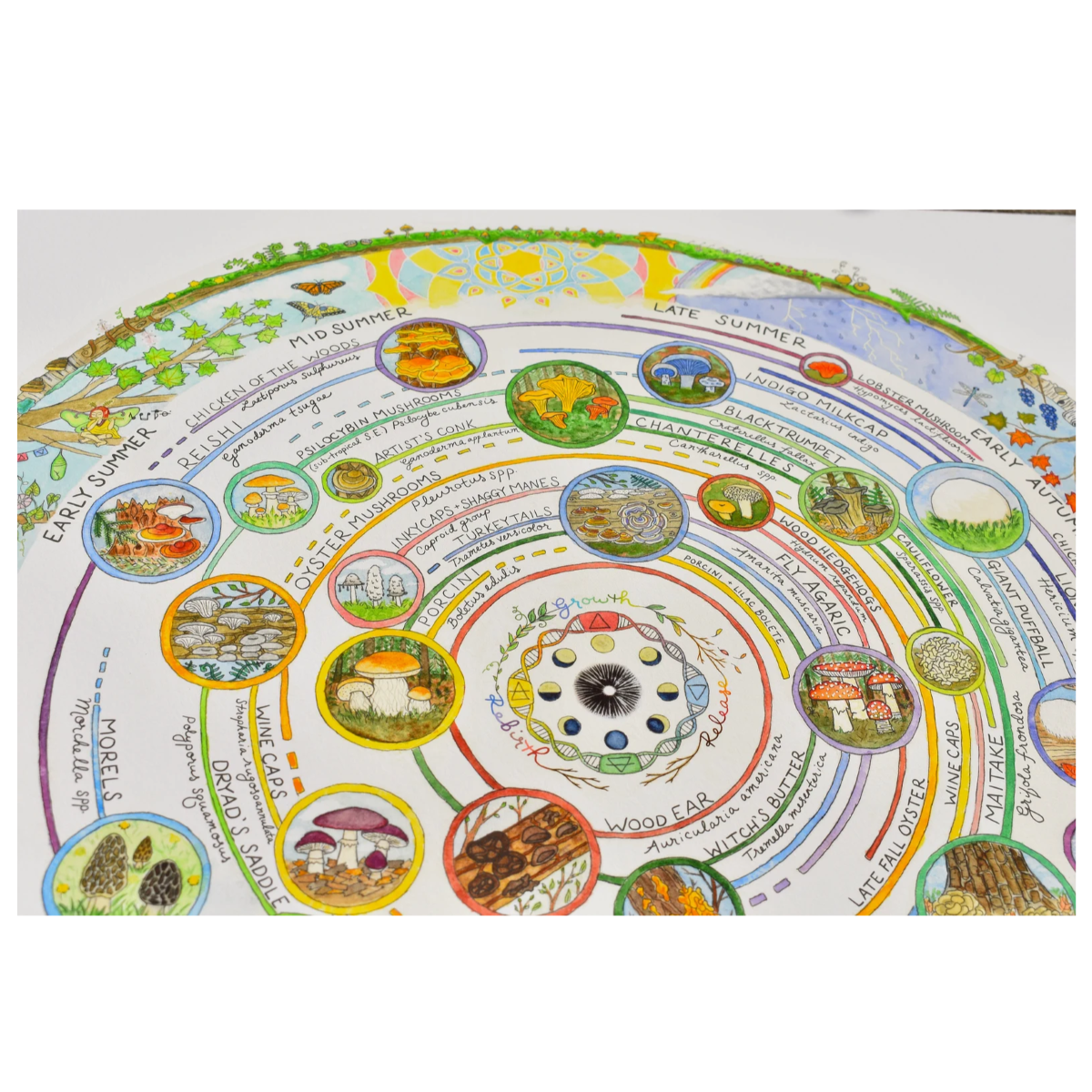 Giclée Art Print - Mushroom Foraging Calendar