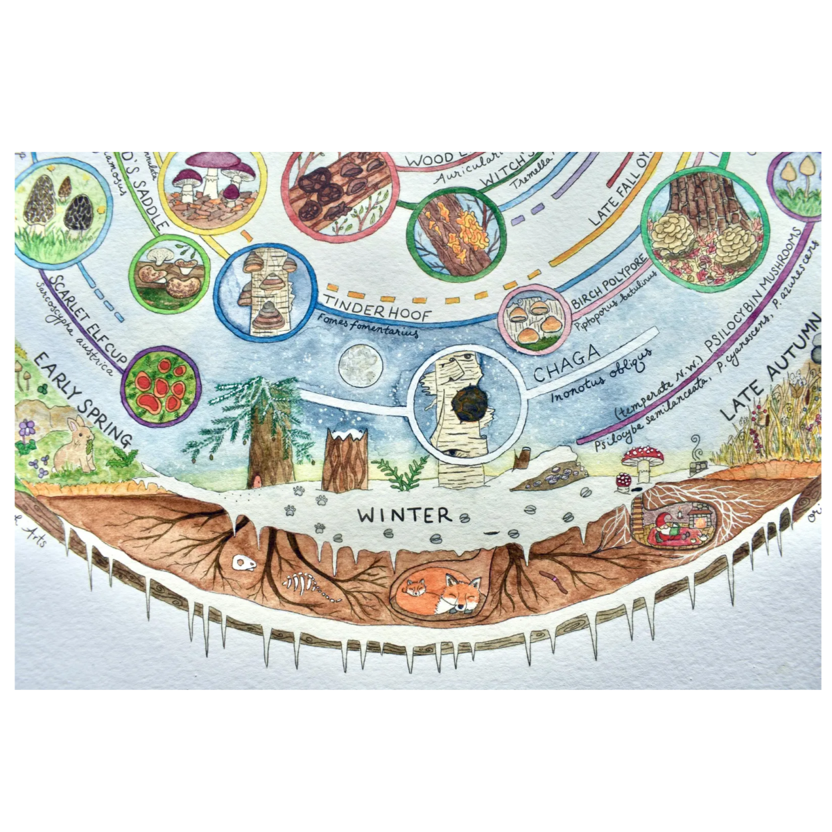 Giclée Art Print - Mushroom Foraging Calendar