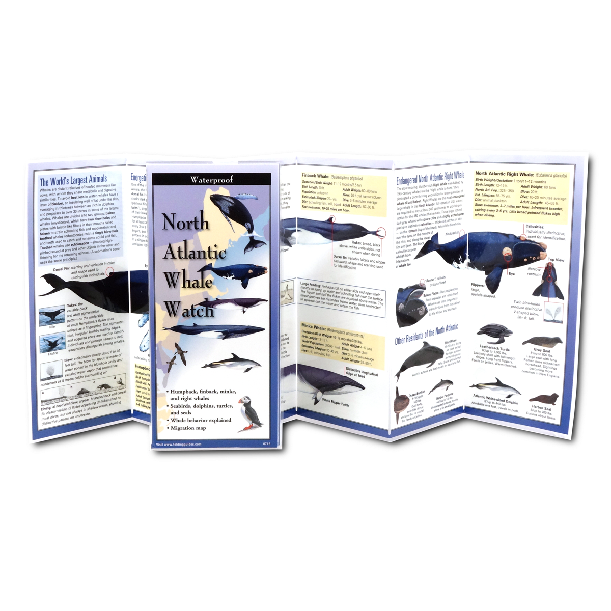 Unfolded, upright image of the North Atlantic Whale Watch folding guide with illustrations and all the basics on New England whales, sea birds, dolphins, and seals
