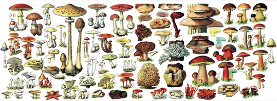 the full wraparound design of the mushroom mug laid flat so it resembles a wide rectangle and shows the entire design