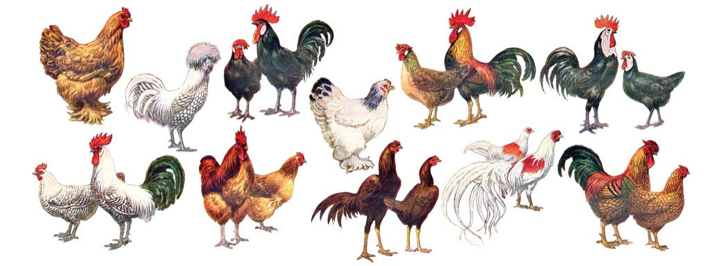 Full wraparound image from chicken coffee mug.