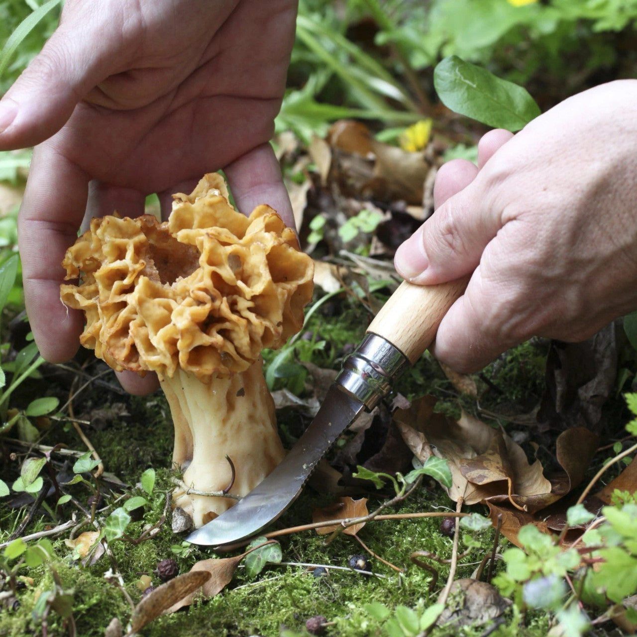 the No. 08 Mushroom Knife bring used to harvest fresh mushrooms in a lush green forest
