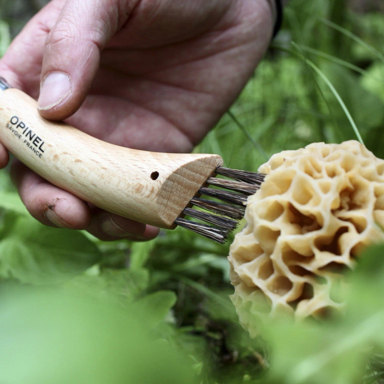the No. 08 mushroom knife boar bristles being uses to clean a mushroom