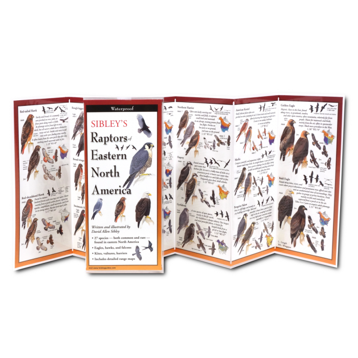 The Sibley’s Raptors of Eastern North America folding guide unfolded and upright, accordion style, showing the contents of the guide, which has illustrations and printed information on raptors.
