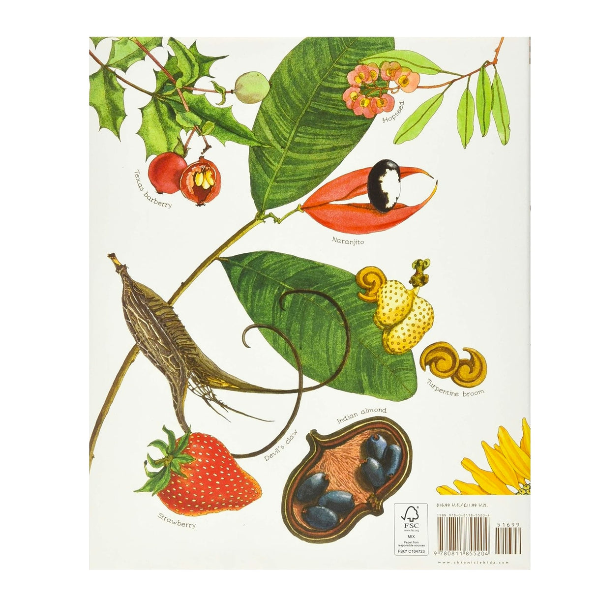 Illustrated book cover with various fruits and plants on a white background
